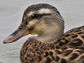 Mallard